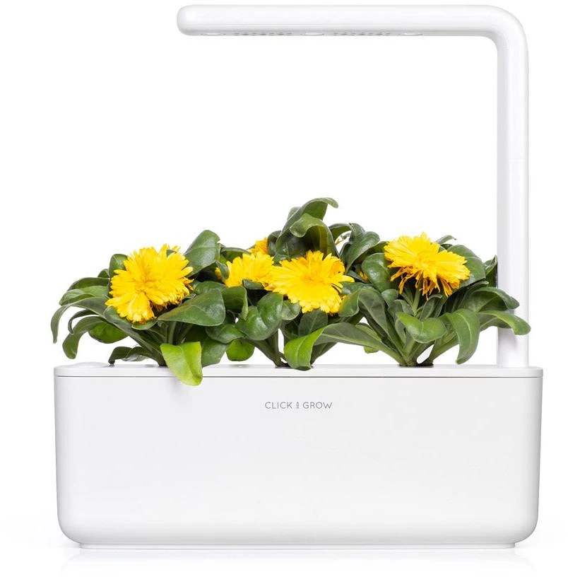 Click & Grow sėklos išmaniajam vazonui - Medetkos, 3vnt.