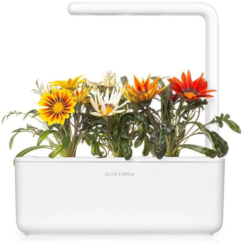 Click And Grow Click & Grow sėklos išmaniajam vazonui - Gazanijos, 3 vnt.
