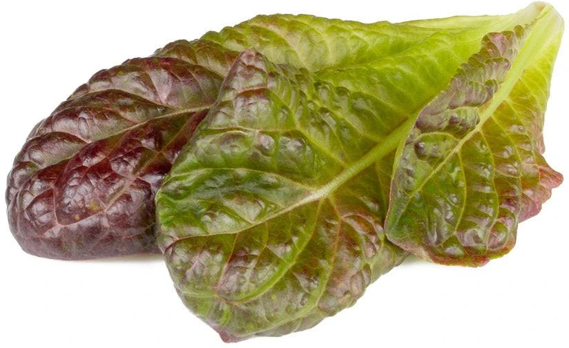Click And Grow Click & Grow sėklos išmaniajam vazonui - Raudonosios romaninės salotos, 3vnt.