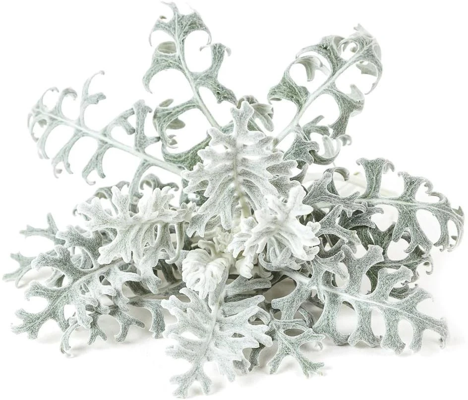 Click & Grow sėklos išmaniajam vazonui - Pilkšvalapė žilė (Dusty Miller), 3 vnt.
