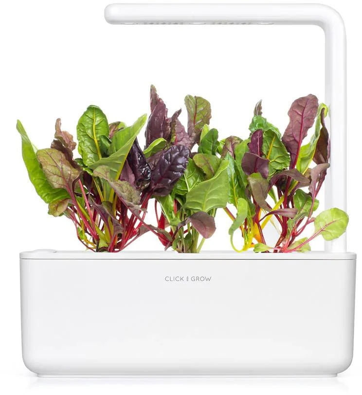 Click And Grow Click & Grow sėklos išmaniajam vazonui - Mangoldai (Rainbow Chard), 3vnt.