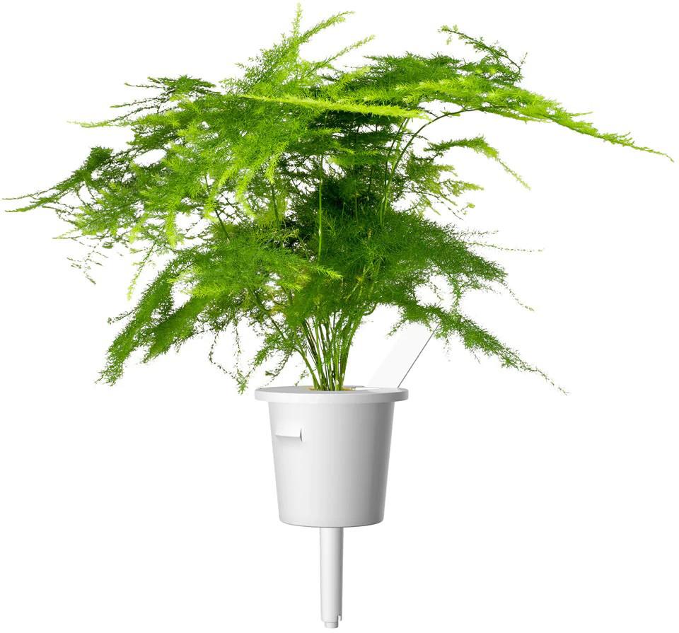 „Click & Grow Smart Garden“ papildymas, plunksnų žirgas, 3 vnt.