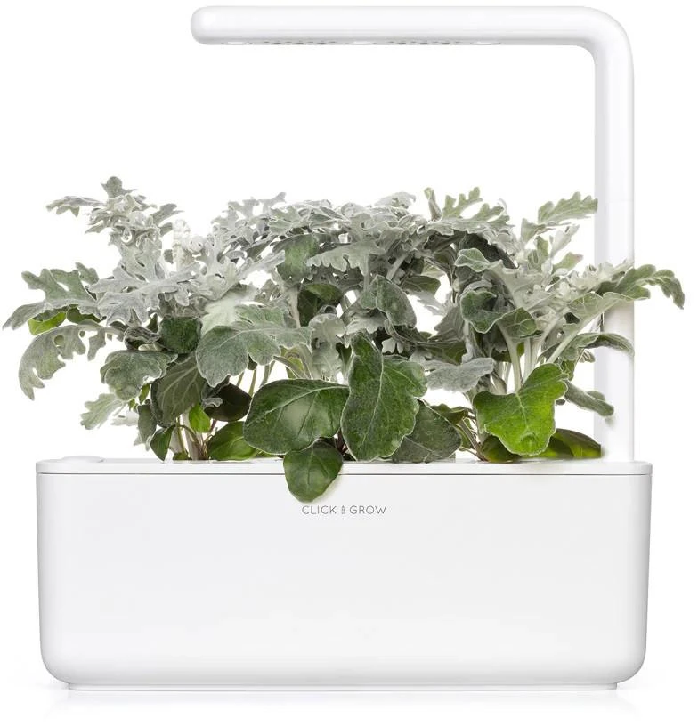 Click & Grow sėklos išmaniajam vazonui - Pilkšvalapė žilė (Dusty Miller), 3 vnt.