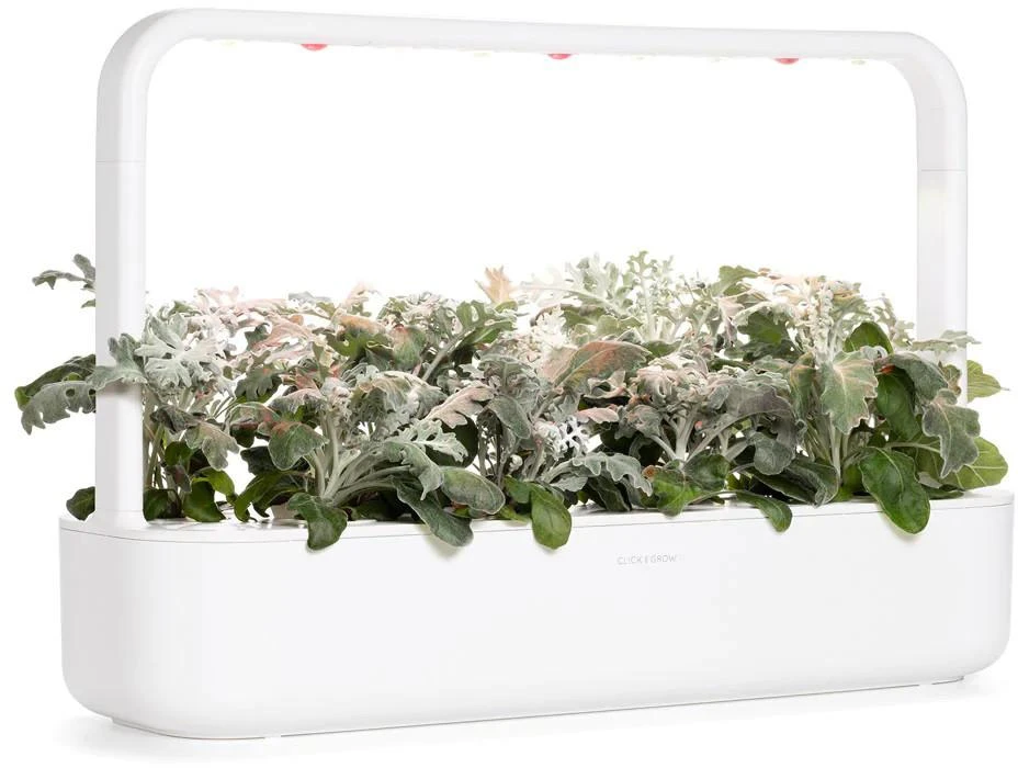 Click & Grow sėklos išmaniajam vazonui - Pilkšvalapė žilė (Dusty Miller), 3 vnt.