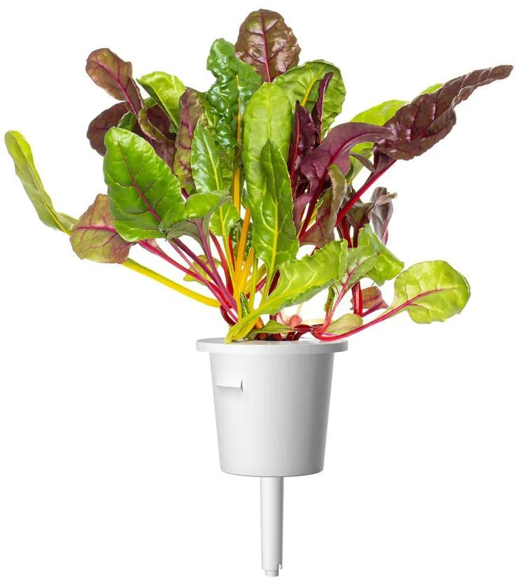 Click And Grow Click & Grow sėklos išmaniajam vazonui - Mangoldai (Rainbow Chard), 3vnt.