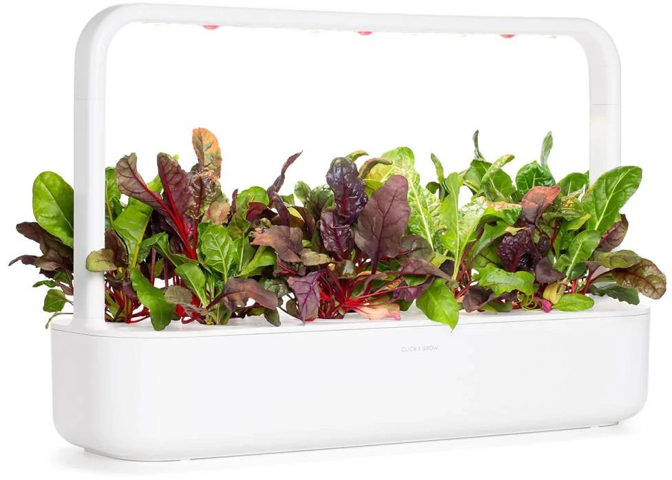 Click And Grow Click & Grow sėklos išmaniajam vazonui - Mangoldai (Rainbow Chard), 3vnt.
