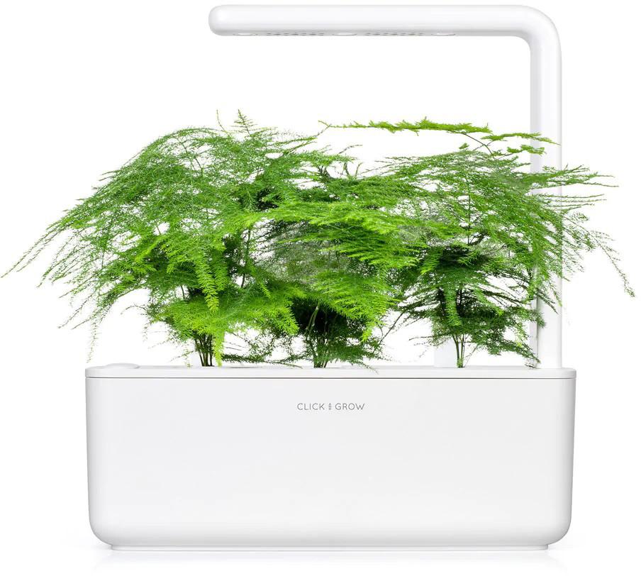„Click & Grow Smart Garden“ papildymas, plunksnų žirgas, 3 vnt.
