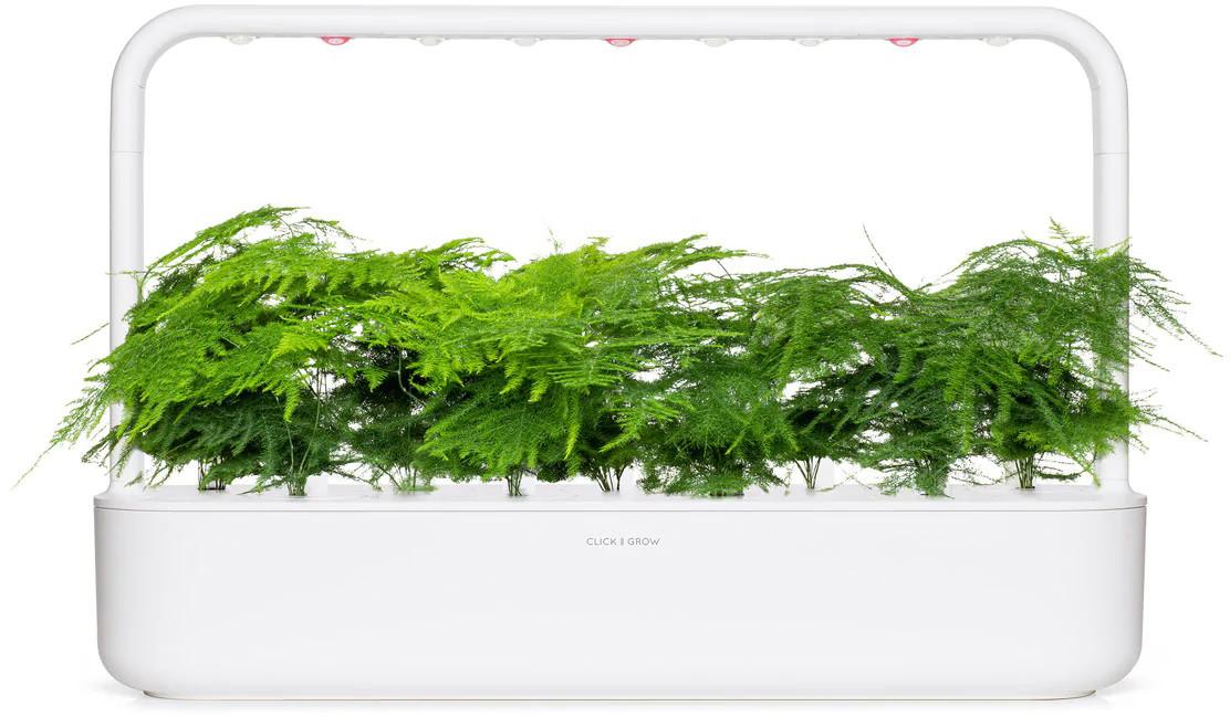„Click & Grow Smart Garden“ papildymas, plunksnų žirgas, 3 vnt.