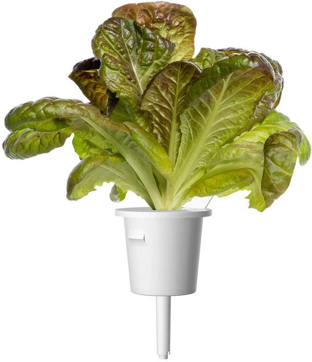 Click And Grow Click & Grow sėklos išmaniajam vazonui - Raudonosios romaninės salotos, 3vnt.