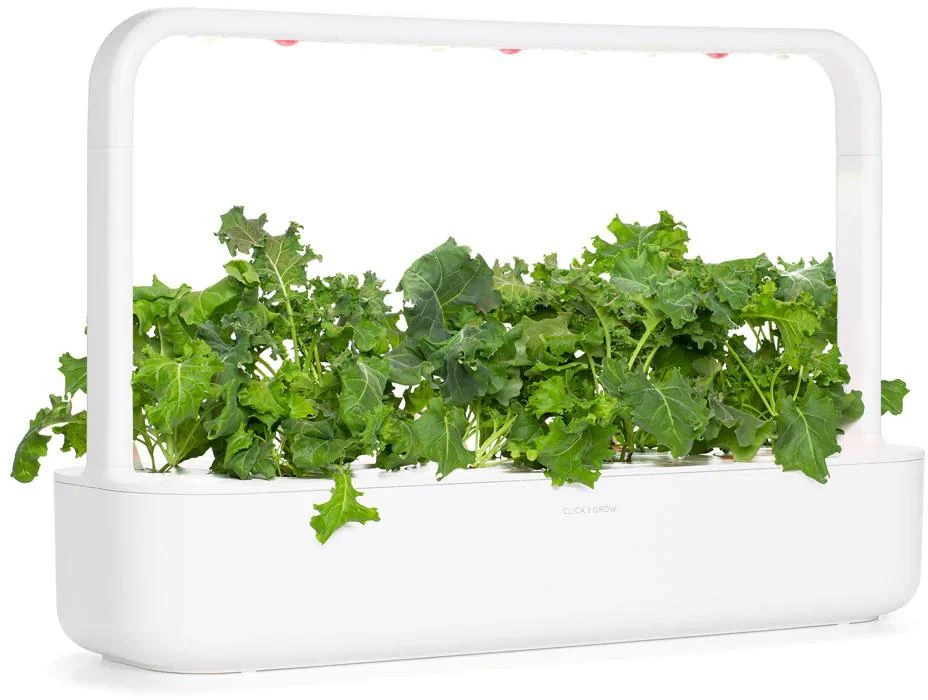 Click And Grow Click & Grow sėklos išmaniajam vazonui - Žalieji lapiniai kopūstai Kale, 3 vnt.