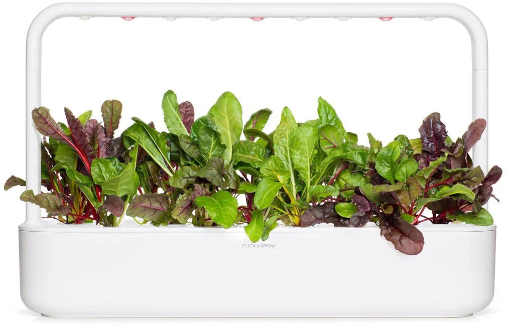 Click And Grow Click & Grow sėklos išmaniajam vazonui - Mangoldai (Rainbow Chard), 3vnt.