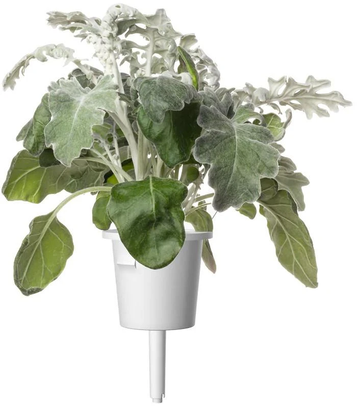Click & Grow sėklos išmaniajam vazonui - Pilkšvalapė žilė (Dusty Miller), 3 vnt.