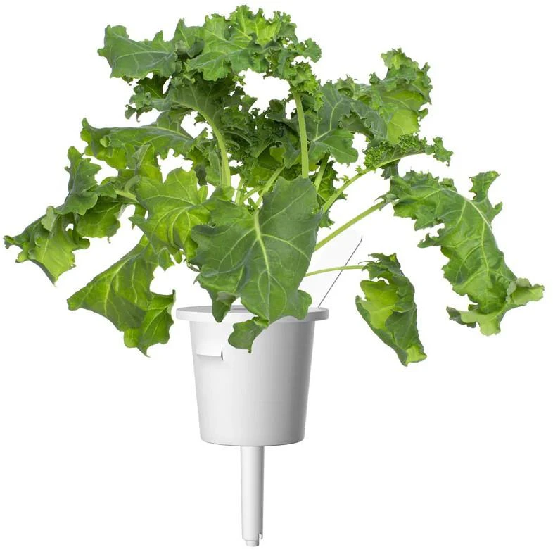 Click And Grow Click & Grow sėklos išmaniajam vazonui - Žalieji lapiniai kopūstai Kale, 3 vnt.