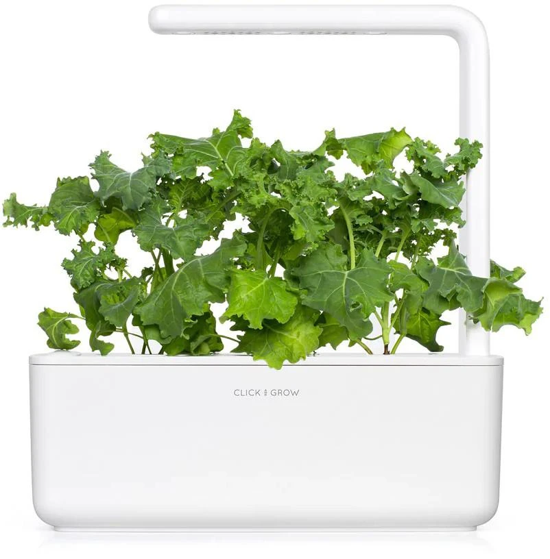 Click And Grow Click & Grow sėklos išmaniajam vazonui - Žalieji lapiniai kopūstai Kale, 3 vnt.