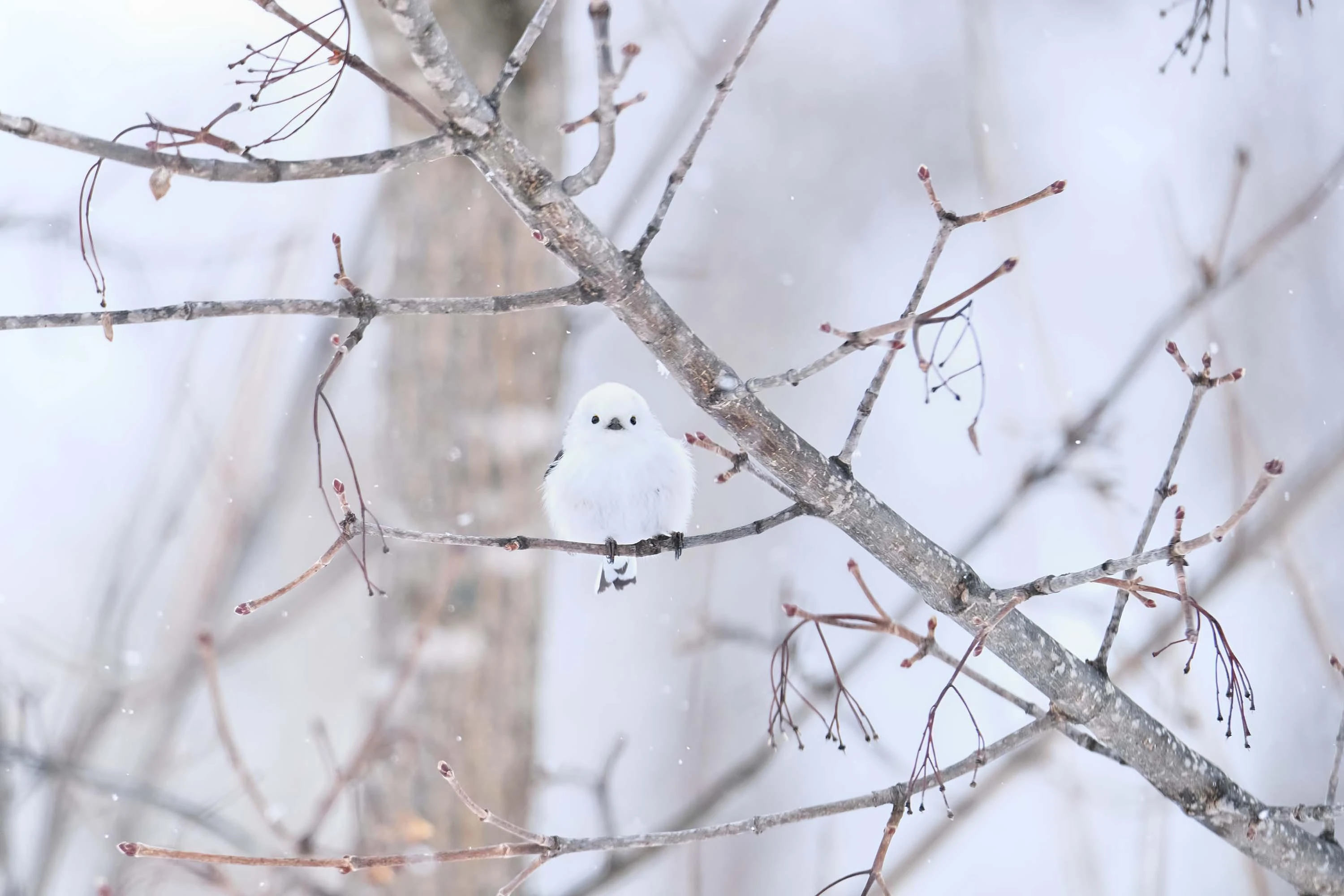 Fujifilm Objektyvas Fujinon XF150-600mmF5.6-8 R LM OIS WR