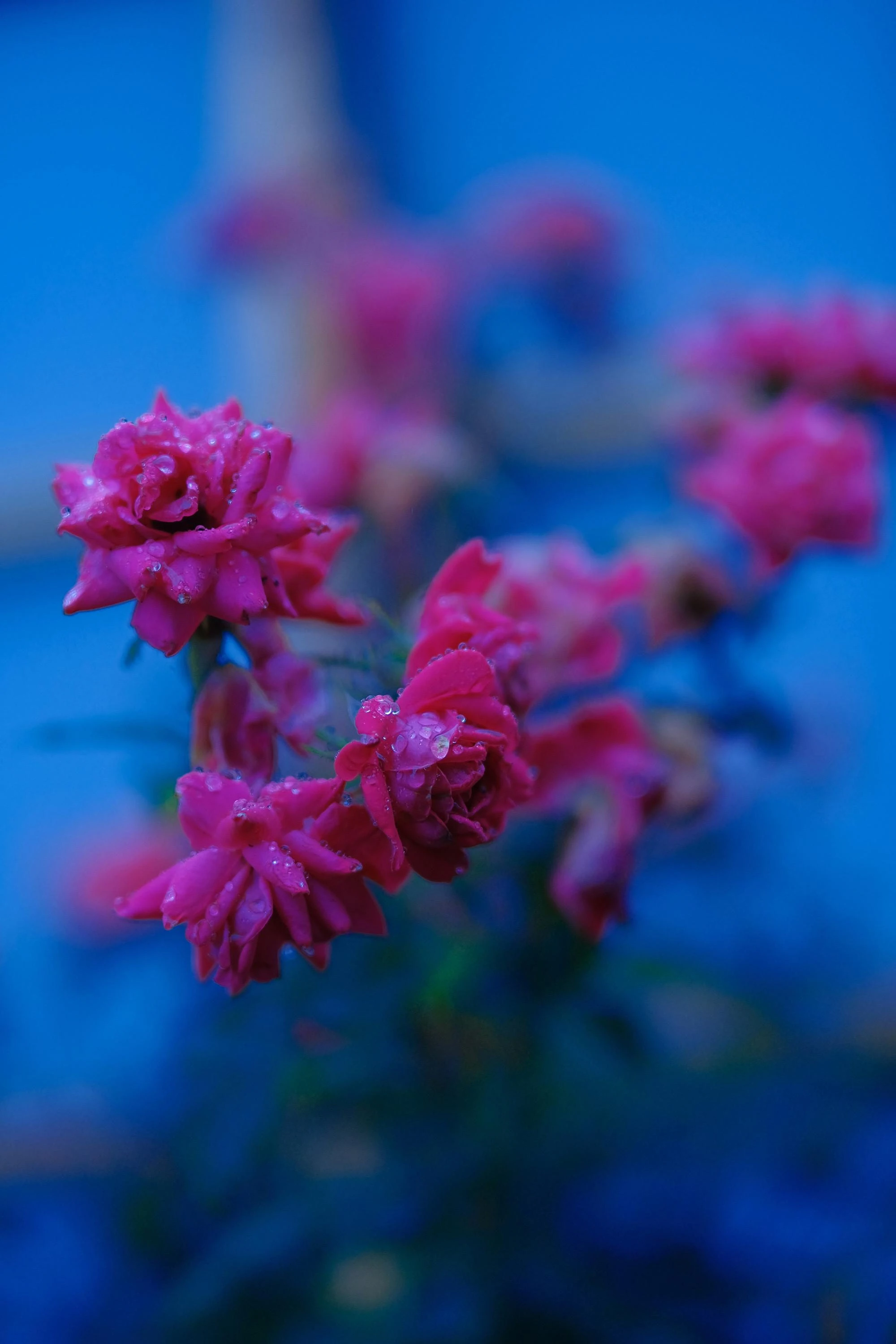Fujifilm Objektyvas Fujinon XF50mm F1.0 R WR