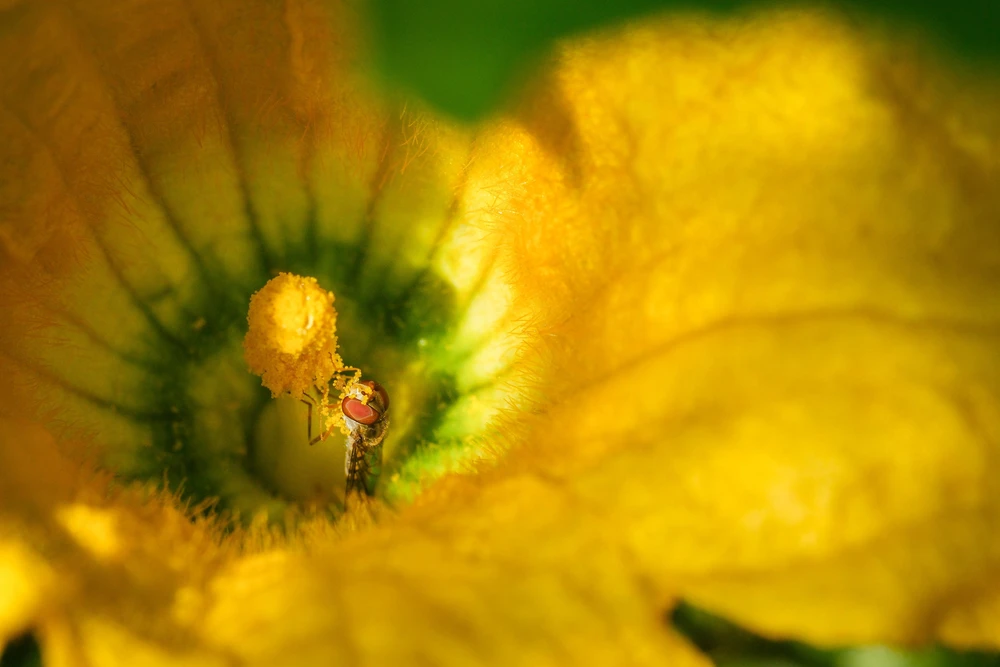 Sisteminis fotoaparatas Fujifilm X-H2 KIT XF16-80mmF4 R OIS WR