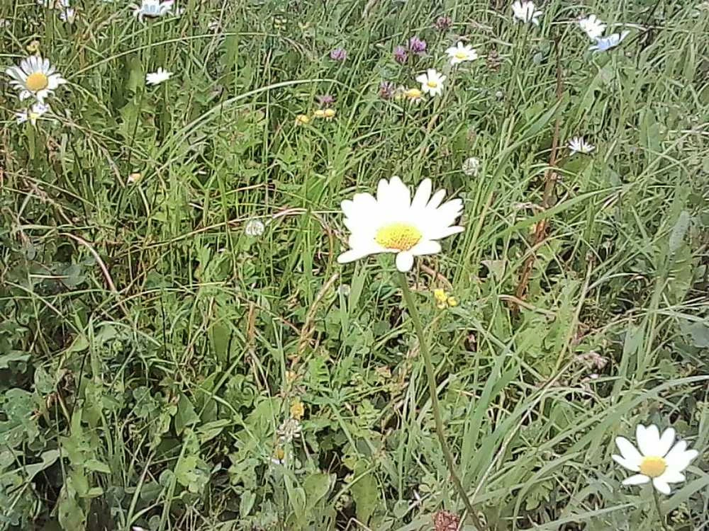 Kodak Charmera raktų pakabukas skaitmeniniams fotoaparatams žaliuzių dėžutė