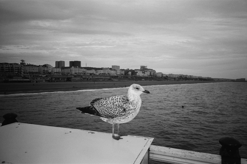 Kodak Snapic A1 Rhino Pilka