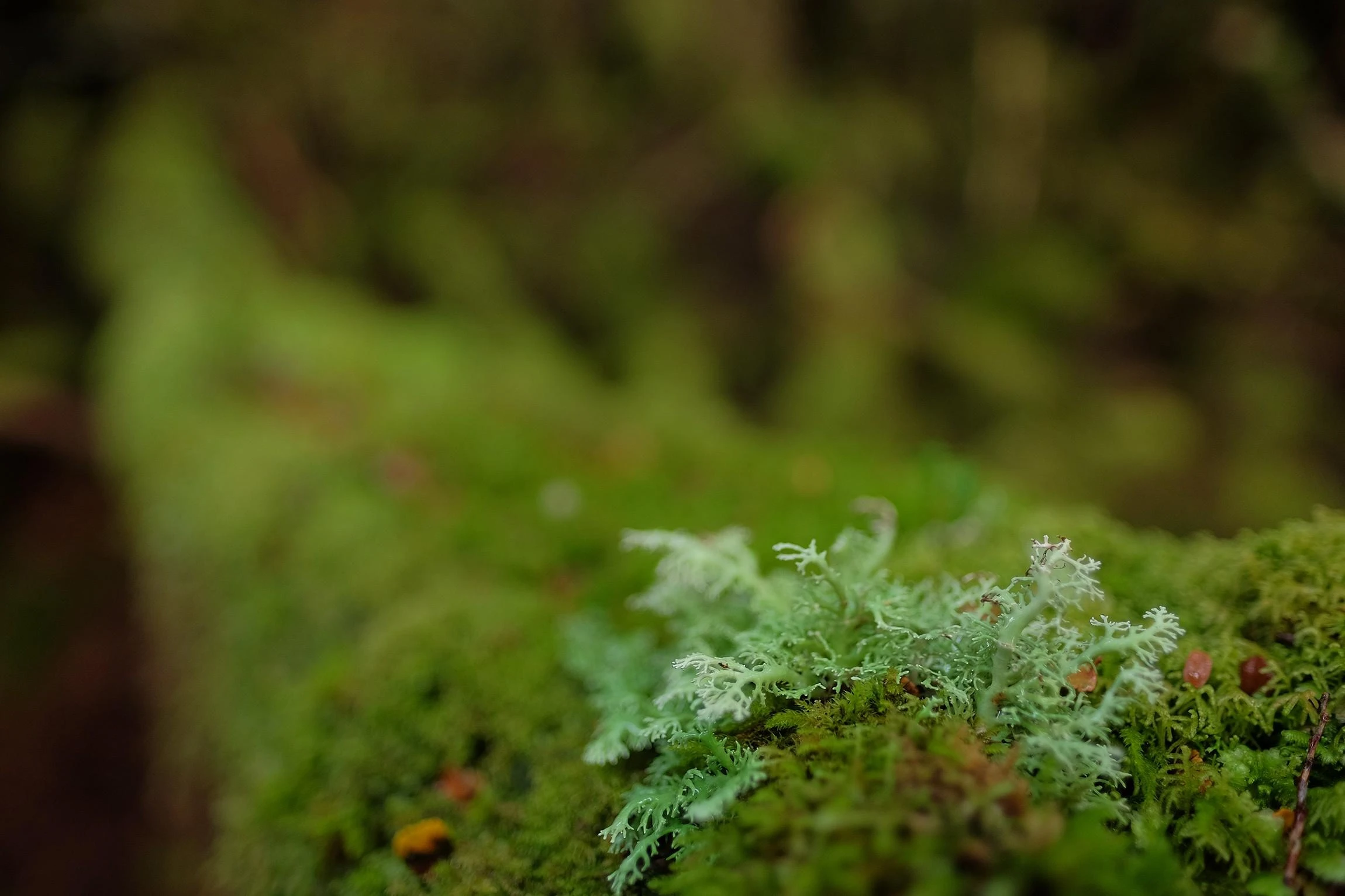 Fujifilm Objektyvas Fujinon XF16mm F1.4 R WR