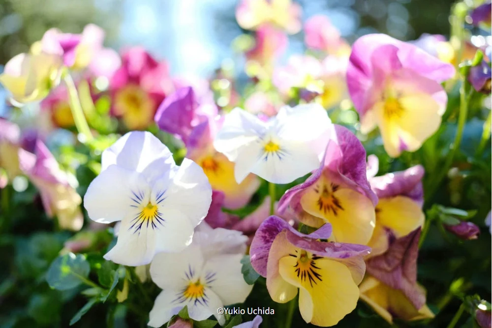 Fujifilm Objektyvas Fujinon XF23mm F2.8 R WR sidabrinis