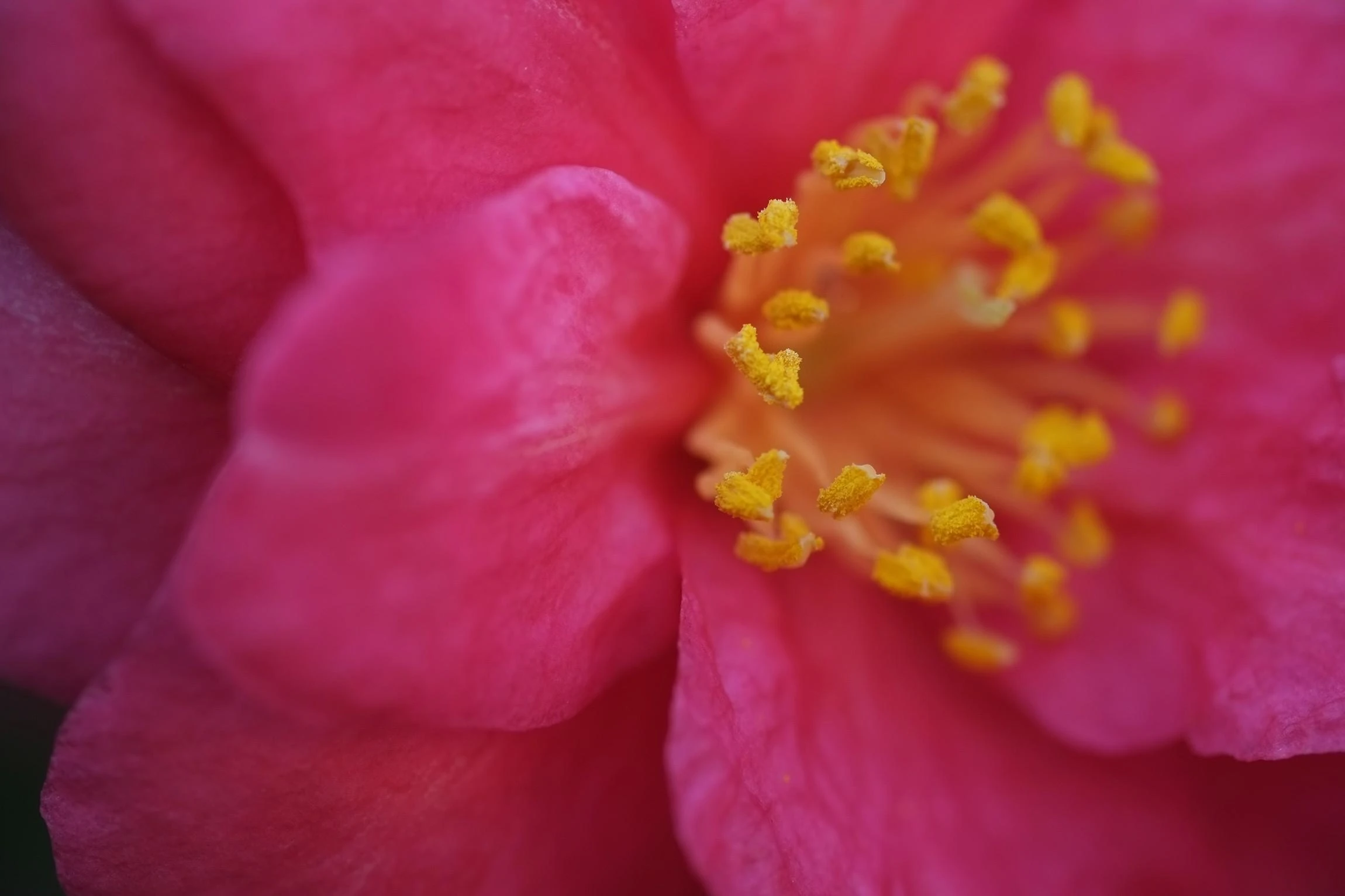 Objektyvas Fujifilm Fujinon XF 60mm F2.4 R Macro