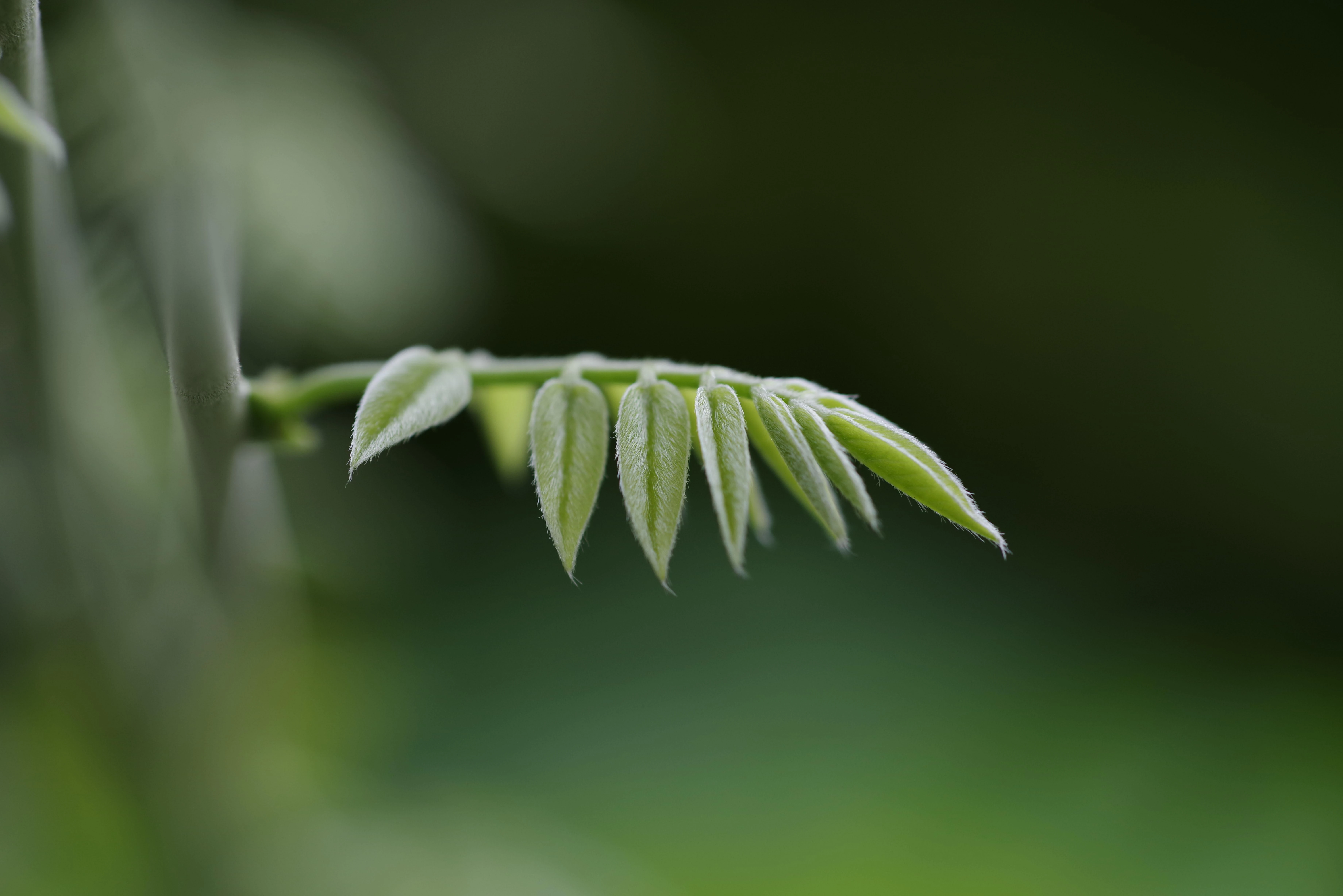 Objektyvas HD Pentax D-FA 100mm f/2.8 Macro ED AW lens, juodas