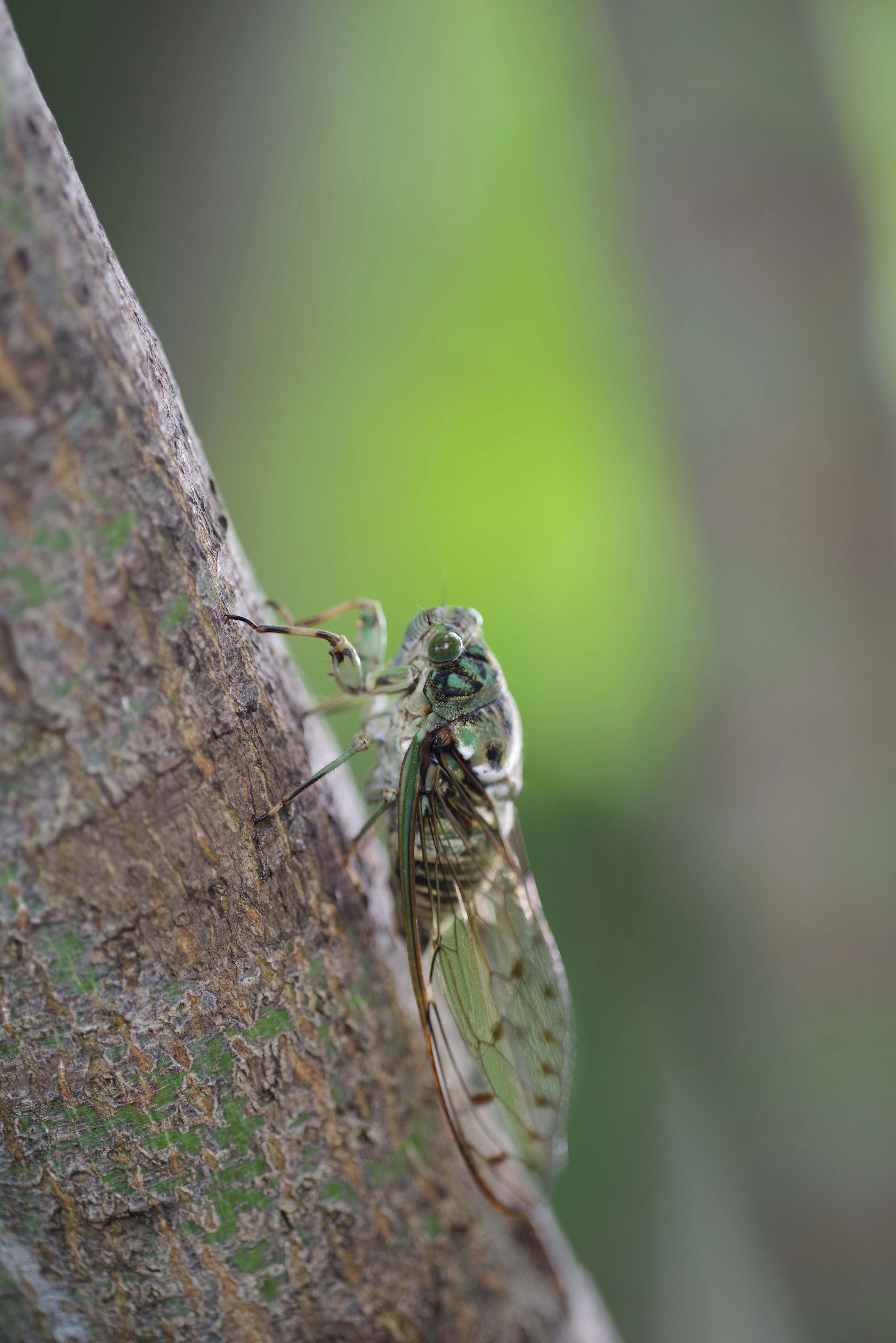 Objektyvas HD Pentax D-FA 100mm f/2.8 Macro ED AW lens, juodas