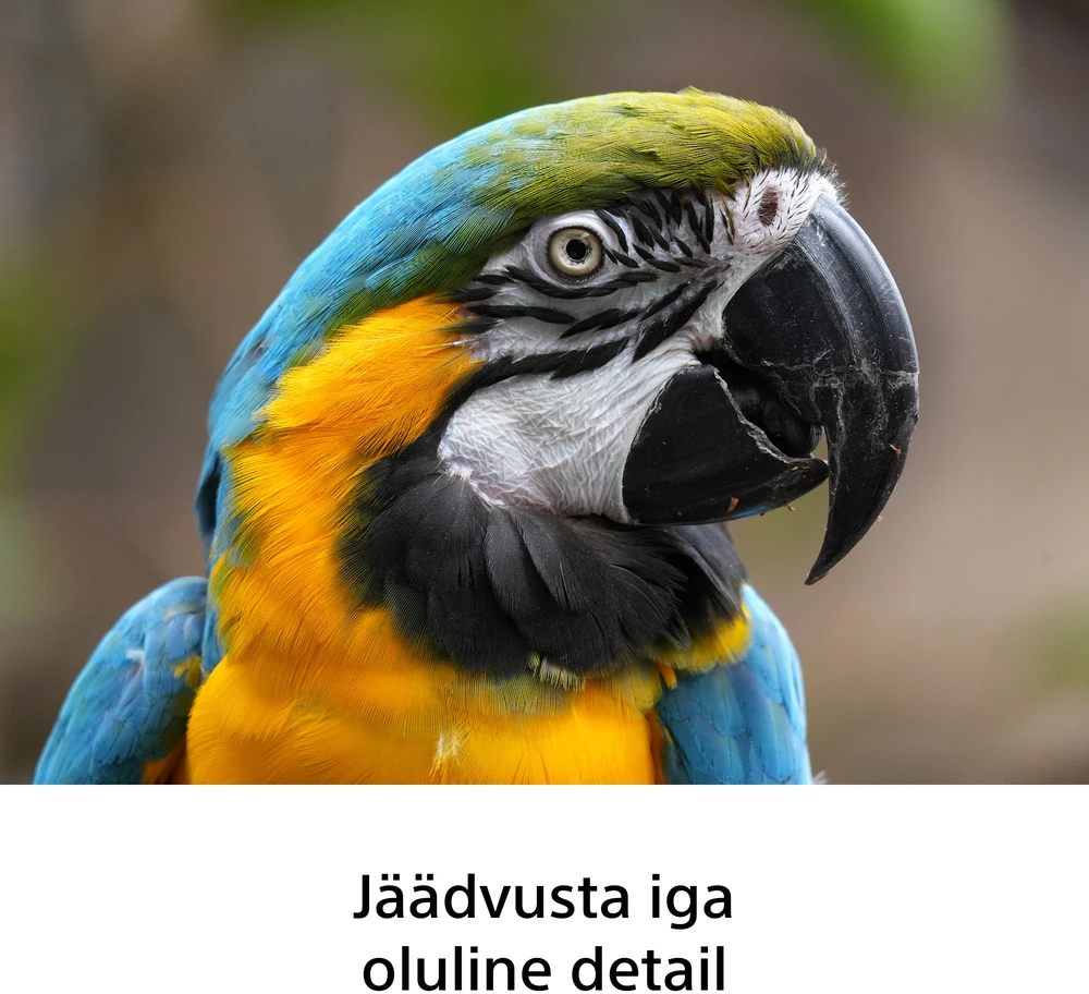 Objektyvas Sony FE 100-400mm F5.6-8 OSS | (SEL100400B.SYX)