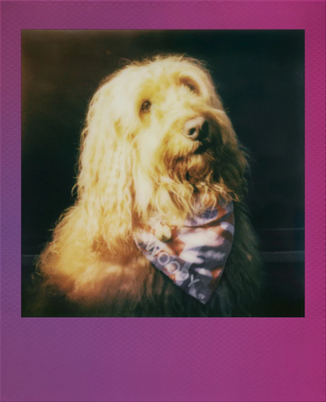 Polaroid „Go Film Gradient“ rėmelių dvigubas rinkinys, 16 nuotraukų