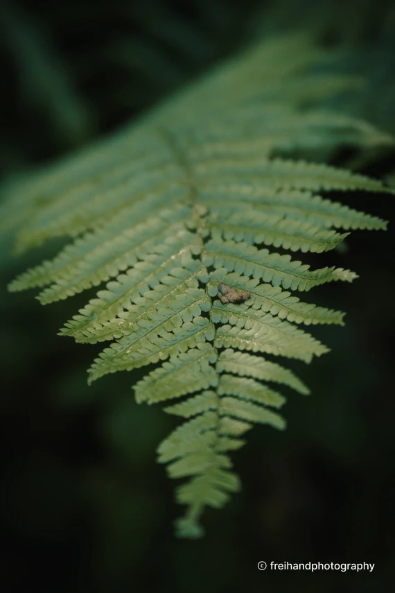 „Samyang AF 60-180mm F/2.8 Sony FE“ objektyvas (pilno kadro ir APS-C)
