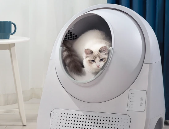 Catlink Scooper Young su kate viduje