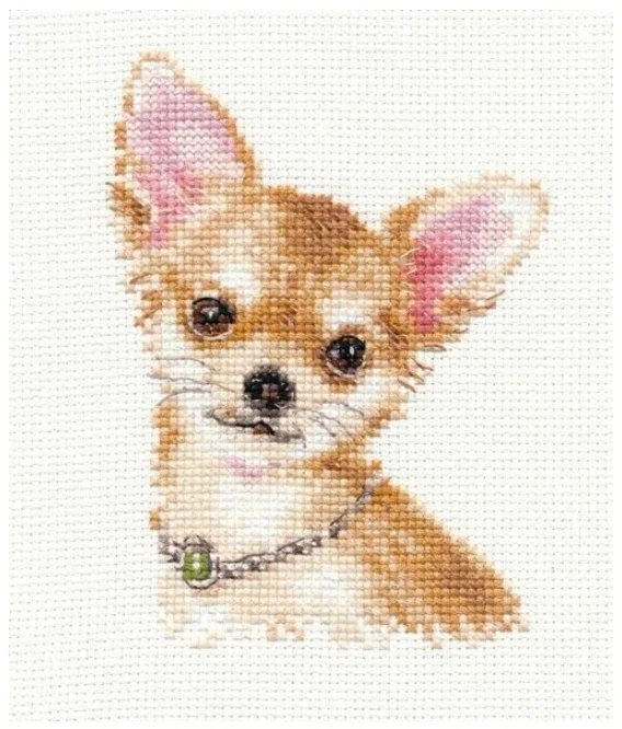 Alisa Beldizart Chihuahua S1-30