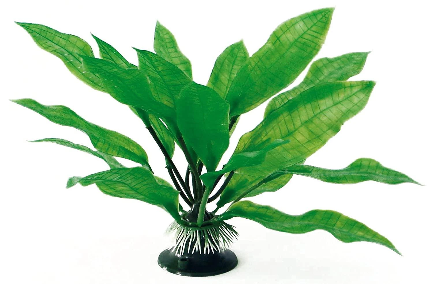 AMTRA ECHINODORUS augalas plant classic 17cm MD 1vnt