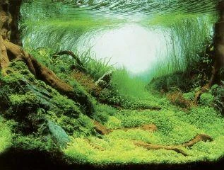 Akvariumo fonas su miško ir vešlios žalumos vaizdu