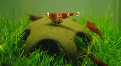 Aqua Nova Nano dekoracija keramikinė žvaigždė krevetėms 50mm