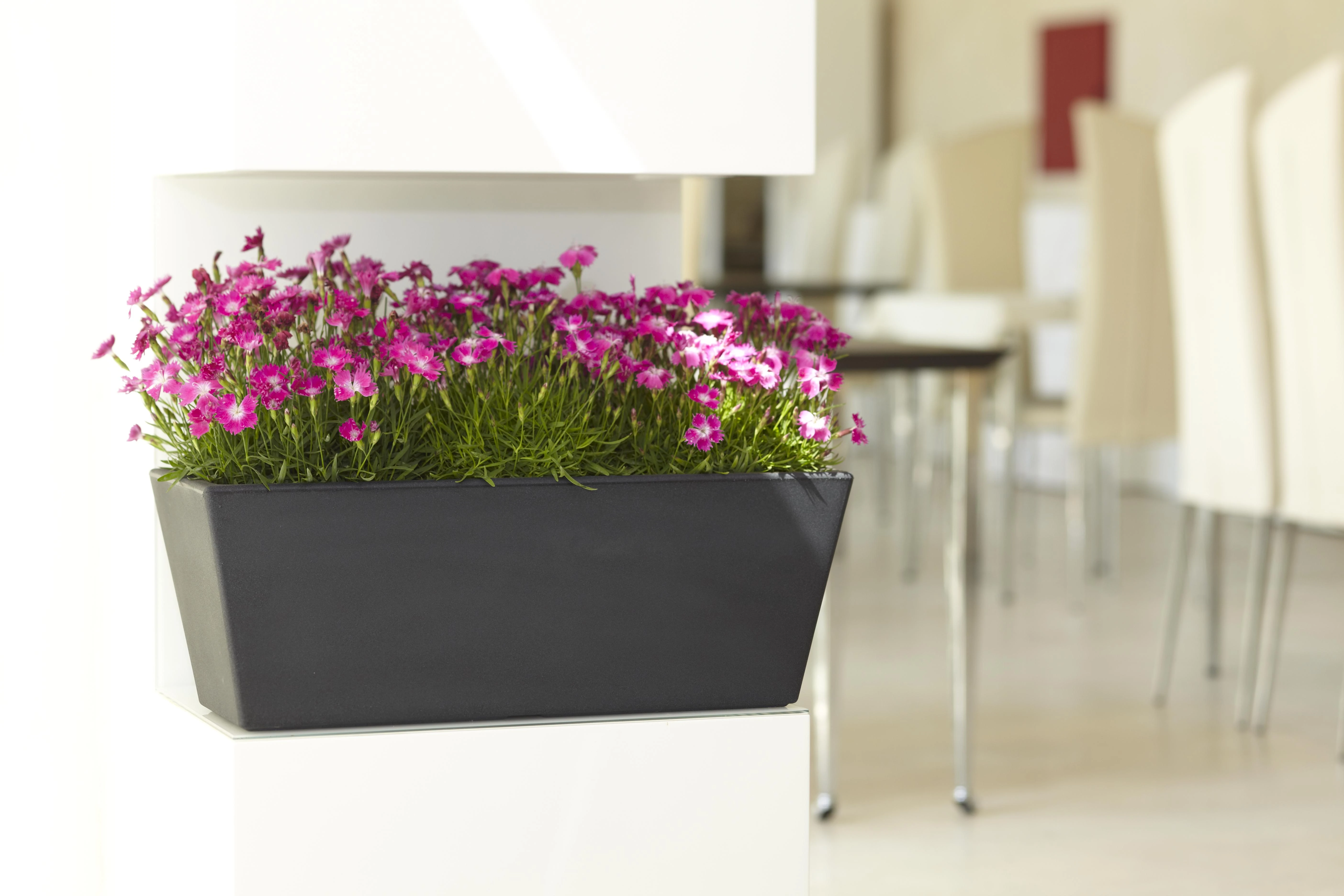 Nicoli 40x20x18cm lovelis Mysia 40 antracito spalvos