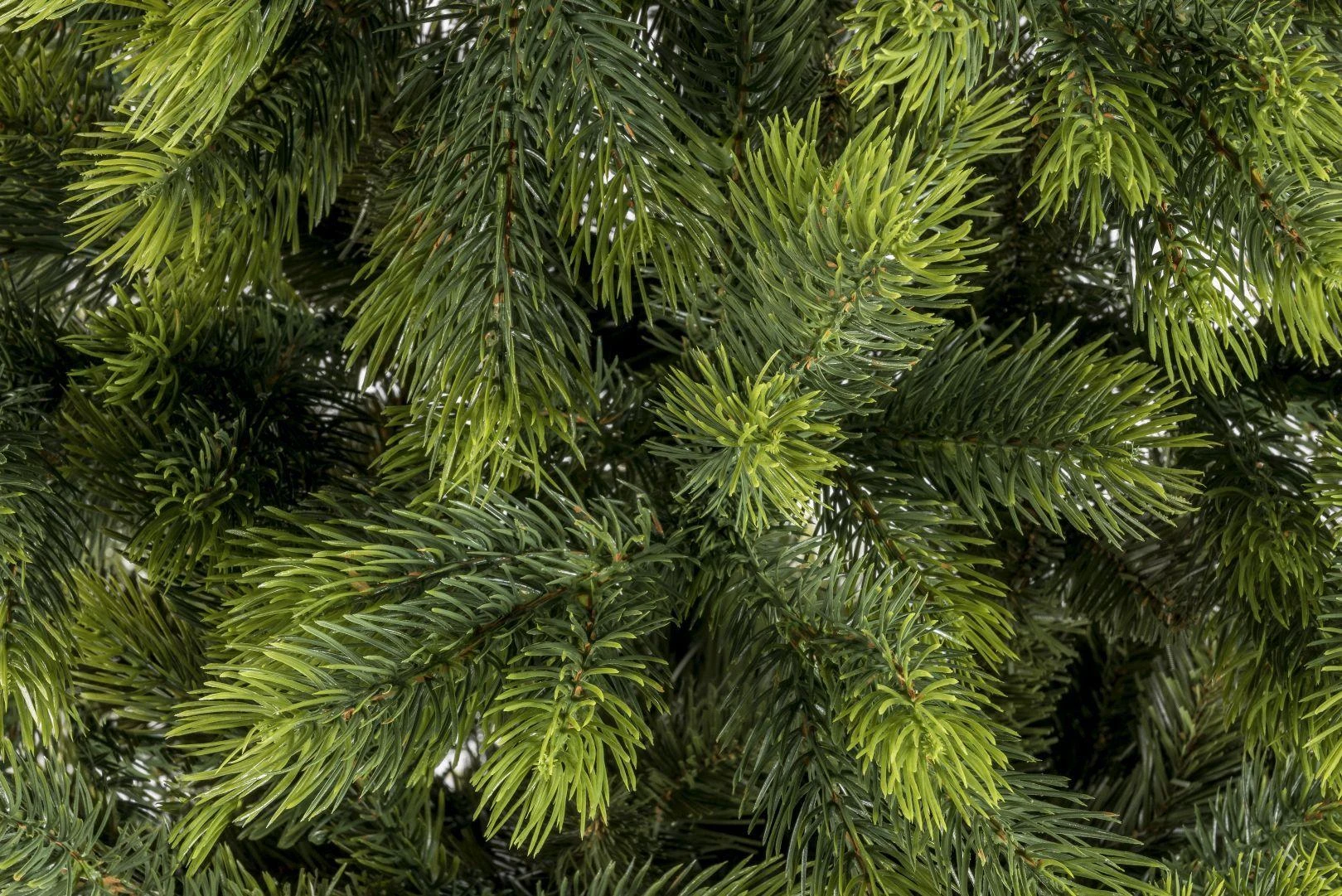 Dirbtinė Kalėdų eglutė SIBERIAN SPRUCE LUX PE, 250 cm