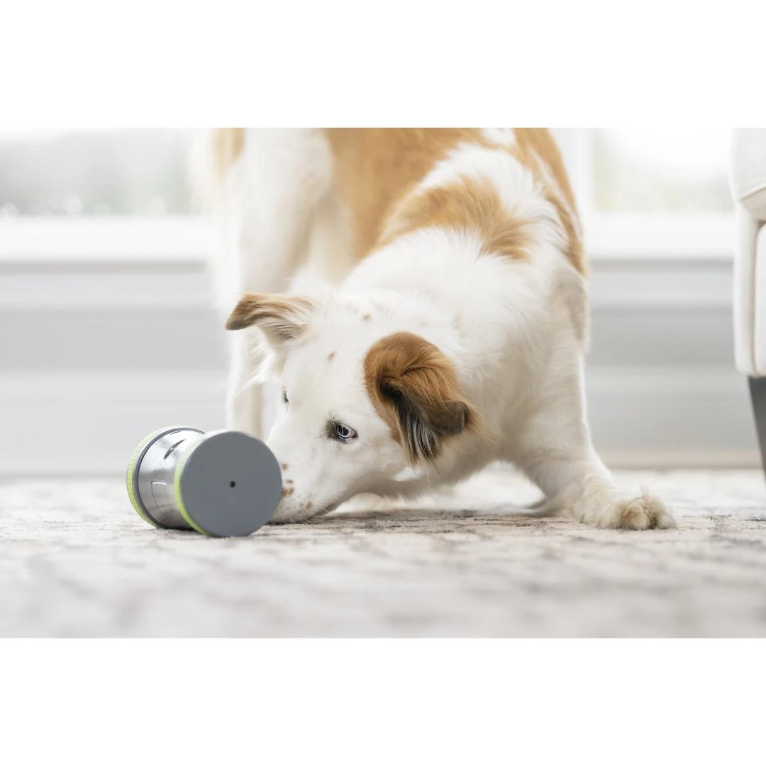 PetSafe Kibble Chase aukštųjų technologijų skanėstų dozatorius- šunų žaislas