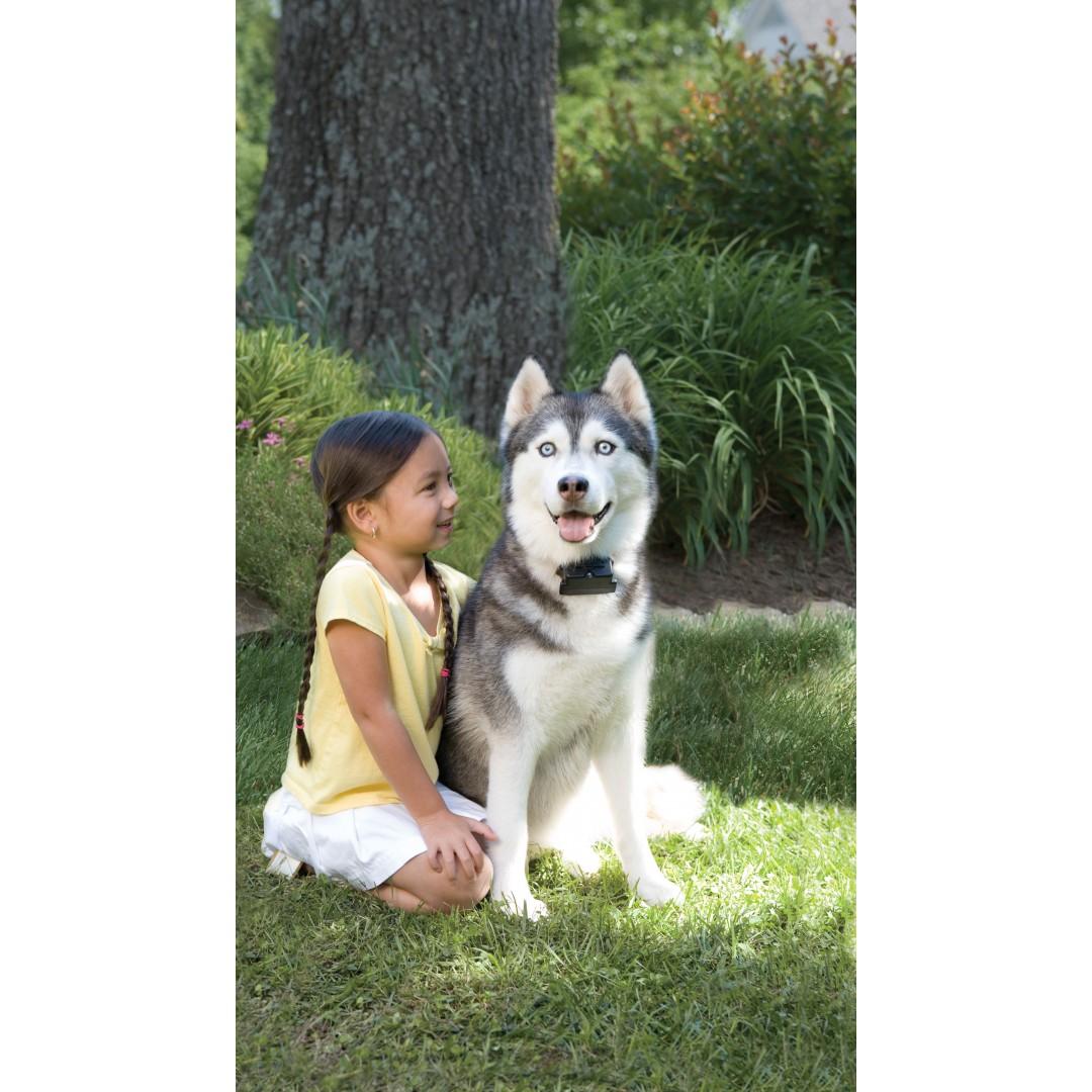 PetSafe Stubborn Dog papildomas antkaklis dideliems ir nepaklusniems šunims