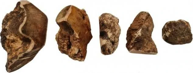 4DOGS – viržių šaknų šunų kramtukas – M
