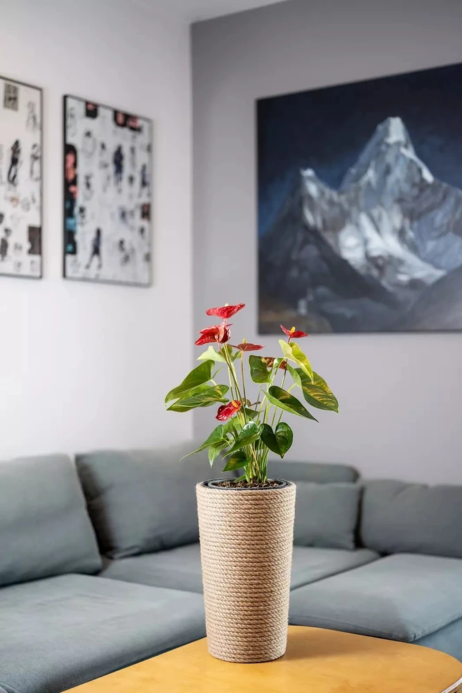 Nezatříděno Adoni Doniczka jutowa boho su wkładem 36 cm – ręcznie robiona (adoni36)