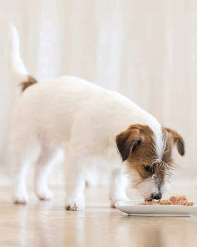 Agras Pet Foods Drėgnas Šunų Maistas - Schesir Vištiena su Bulvėmis Želė - 285g Be Glitimo