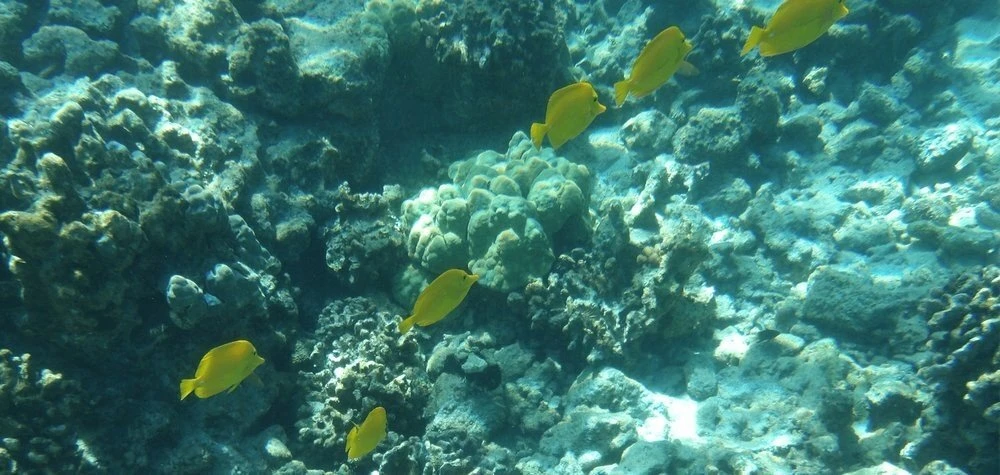 Kodak WPZ2 waterproof oranžinė