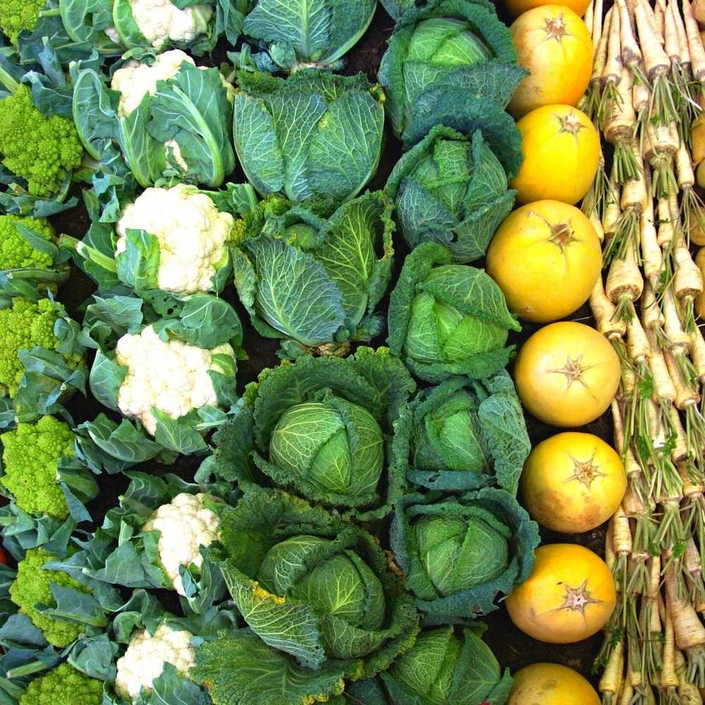 Baltas Cabbage Roem Van Enkhuizen 2 PNOS Vegetable Seeds, 2g Package