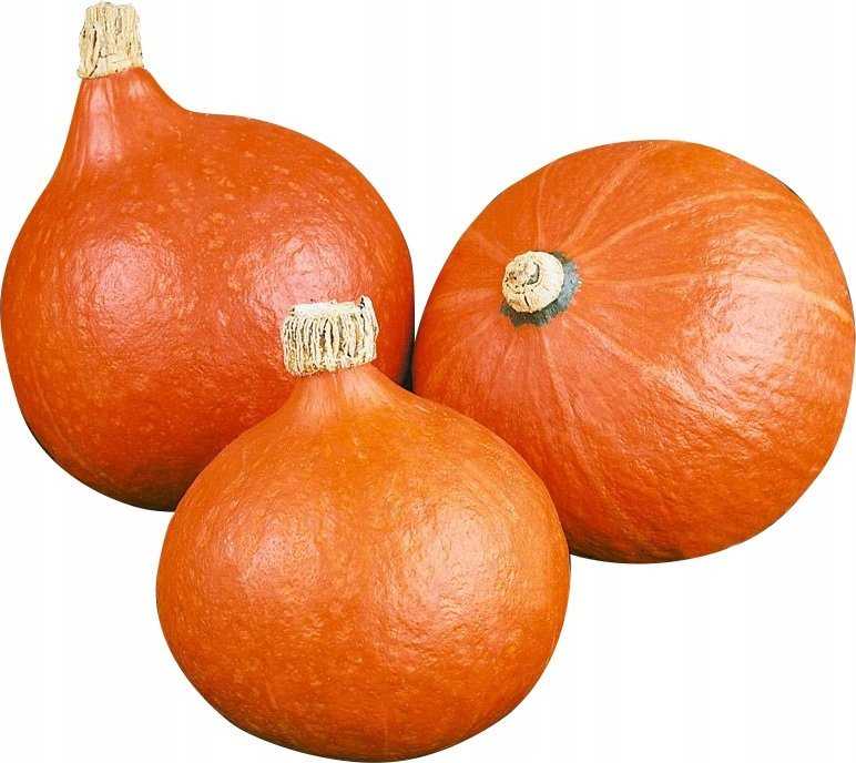 Giant Pumpkin Dolores PNOS Vegetable Seeds, 5g Packaging