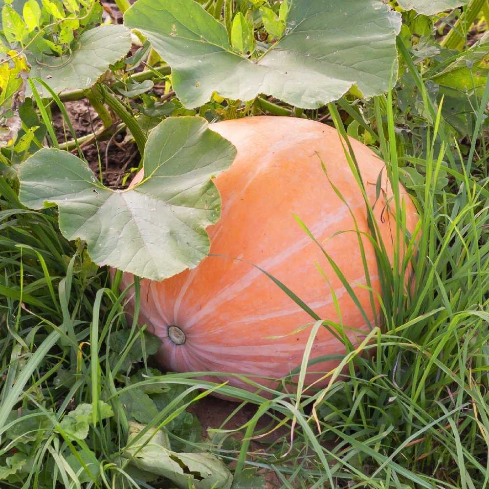 Giant Pumpkin Dolores PNOS Vegetable Seeds, 5g Packaging