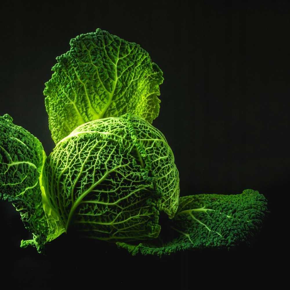 Langedi Cabbage PNOS Vegetable Seeds, 2g Package