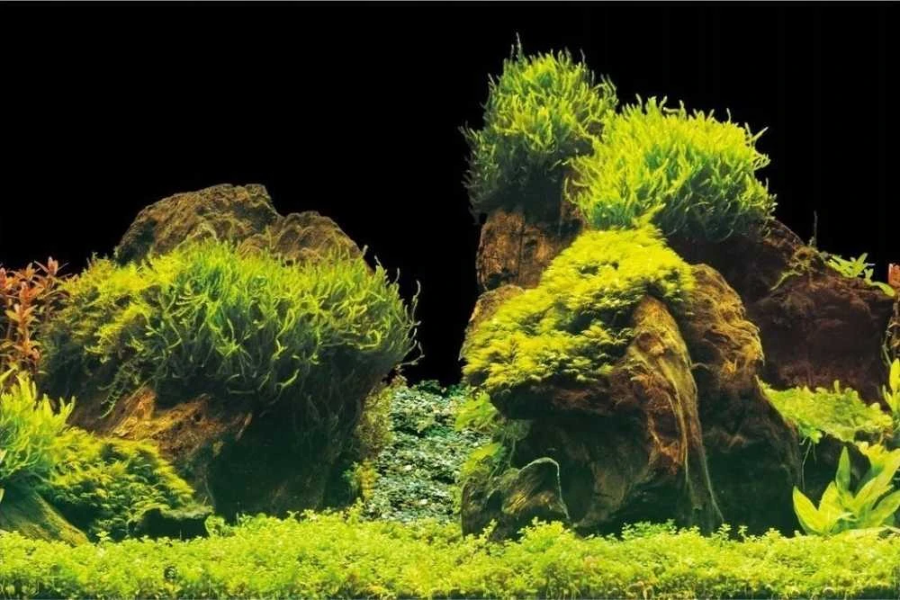 AQUA NOVA fonas akmenys/augalai 100x50cm