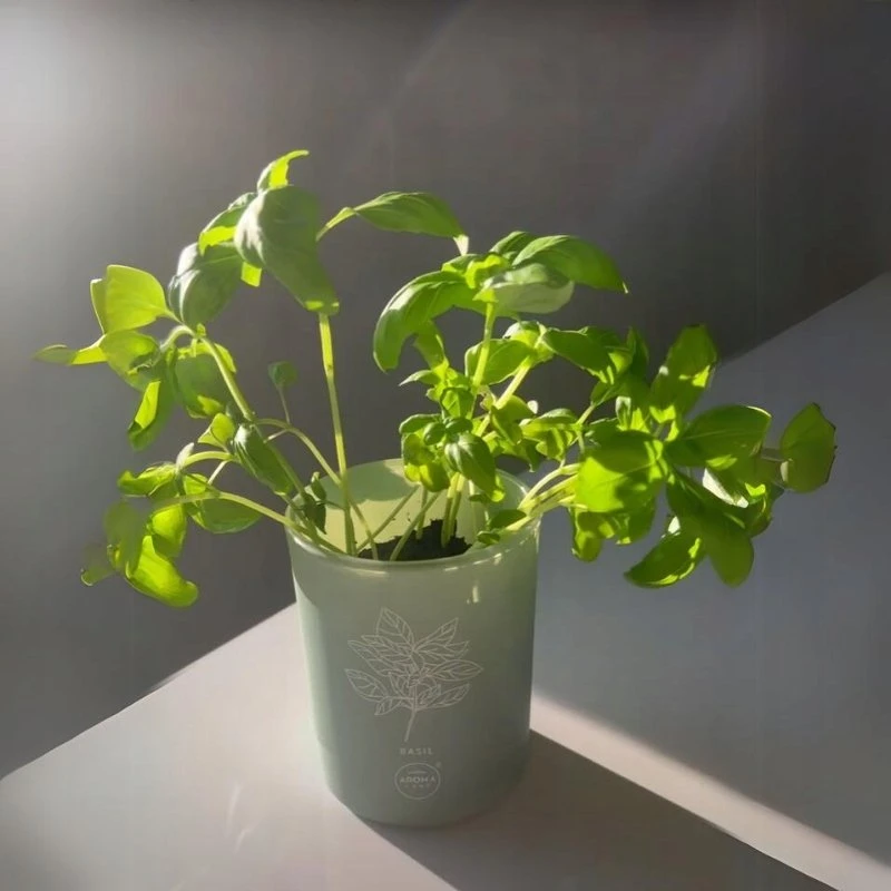 Basil „Aroma Home“ bazilikų kvapioji žvakė, 150 g
